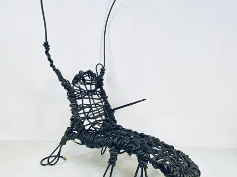 HC Gryllus Martinus Magnus Duplex— No. 01