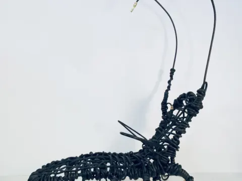 HC Gryllus Martinus Magnus Duplex— No. 01